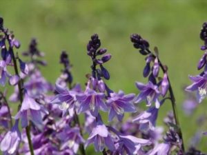 手つかずの自然を楽しむ「小清水原生花園」