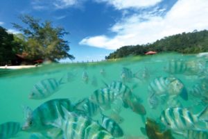 ボルネオ島 コタキナバル おすすめ観光 ホテル特集 19年版 社員旅行プランナー 仙台の旅行会社カメイトラベル